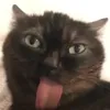 minilun4r