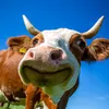 cowbeelll