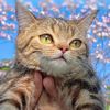 twintail.cat