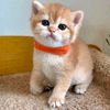 catcat1699