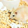 princess_tamy_peanut