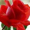 ziaahmadzai46
