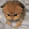mjnsinxia_