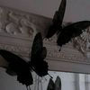 butterfly_0090