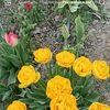 gulya080371