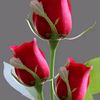 abir28587