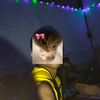 tikus_anyong