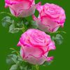 koster.jibon718
