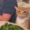 haerinkonchma_meow