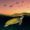 sea_of_life28