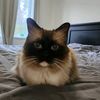 purplercat