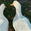 pato200_0