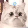 1.11.21111