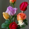 .lun55