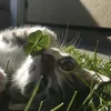 foofur_tamrai