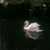 nivora82