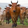 alamsapi