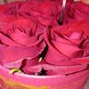 samoha.mohamad