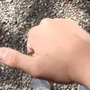 chino.vargas3