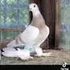 mansur1180