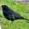 nosybird