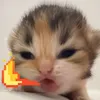 ferpowyi