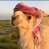thamer.abdullah3