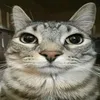 catzy