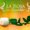 La Rosa 🌹