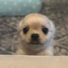 dogoeata