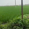 hanhnguyen8053