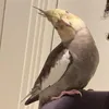 JayJay
