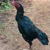 tokohsuara2
