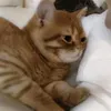 lexiiberrieee