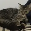 hihiduybeosus