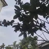 vanvu3917