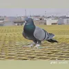 a7a.halabja0