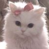 lithe_papillon
