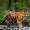 waseem.shuta