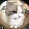 chautrang_129