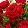 ahmadabid7341