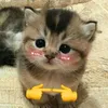 chipchipp_0101