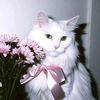 amigo_autumn_2009