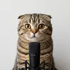 cat_tiktok557