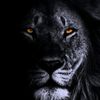 safarovsafarov66