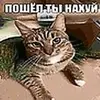 ann_ma11