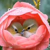 rh5321ry