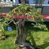 nhanchau80