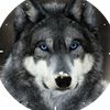 canislupus72