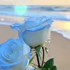 limar_344